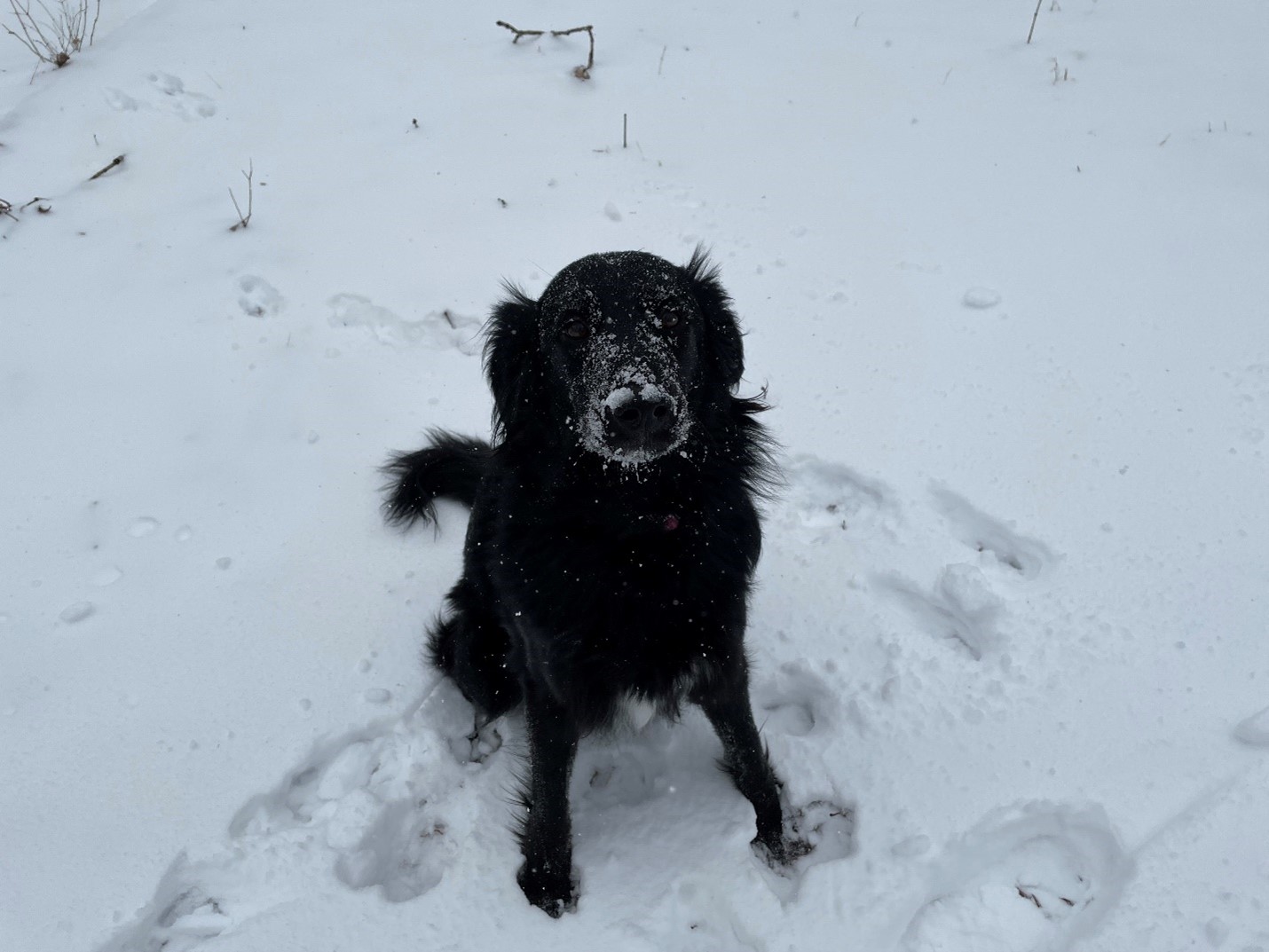 Aussiedoodle lighting in the snow