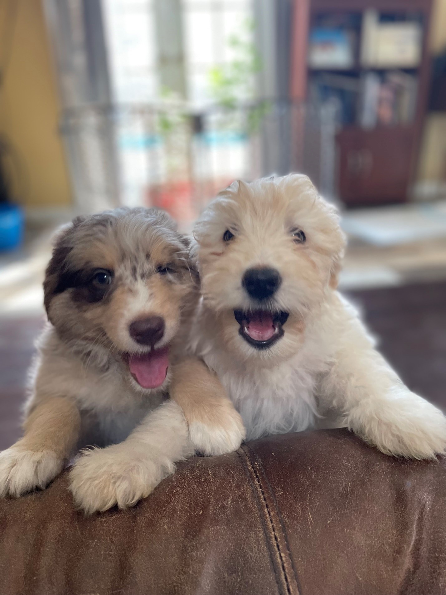 Aussiedoodle puppies Carmello and Sushi