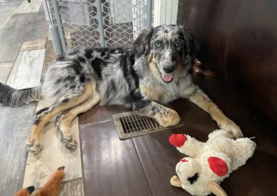 Adopted
