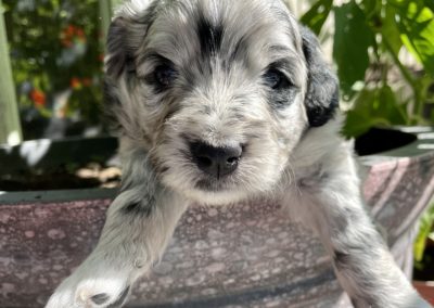 Adopted