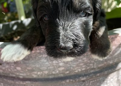 Adopted