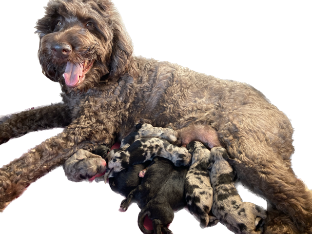 Mom and babies